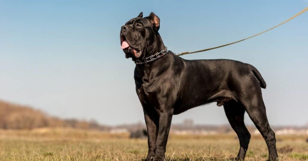 Morso di razza di cane più forte - Cane Corso