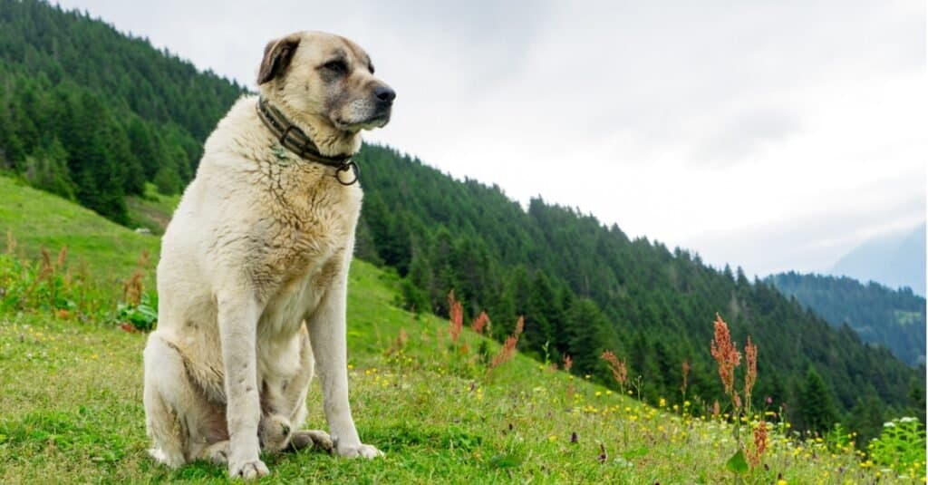 Kangal contro Leone