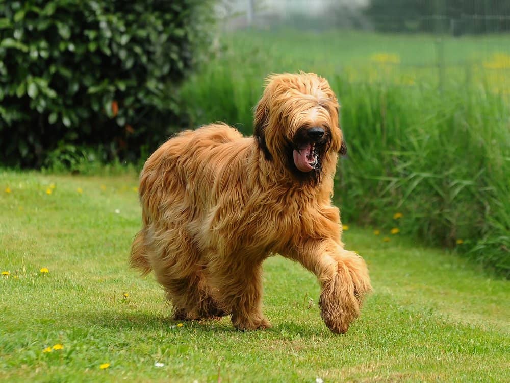 Un Briard a metà corsa con la lingua fuori nell'erba