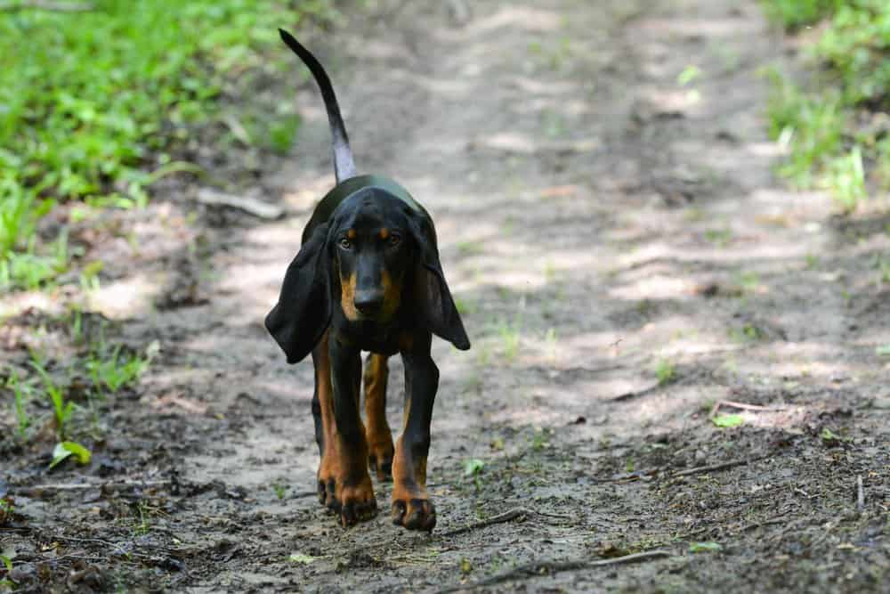 Un Coonhound nero focato che cammina lungo un sentiero sterrato.