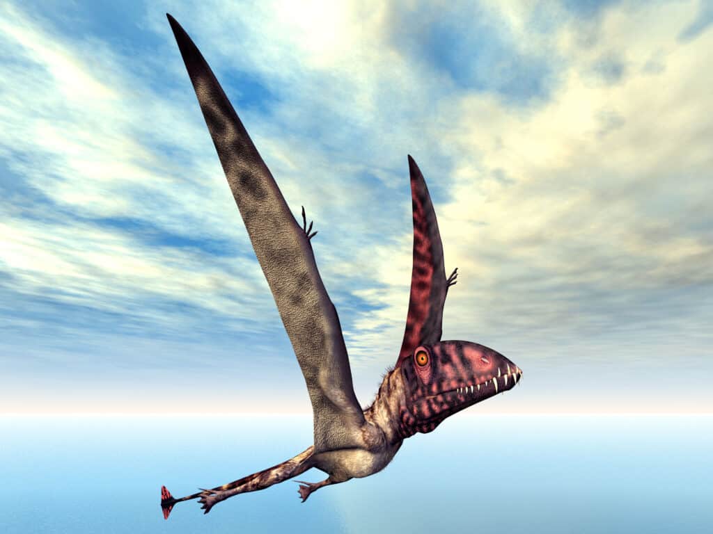 Dimorfodonte