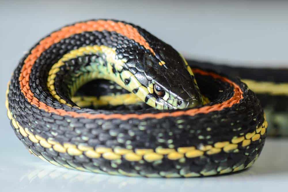 Un serpente giarrettiera arricciato.