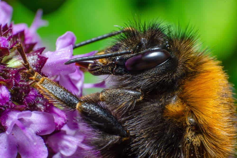 Un primo piano di un calabrone appollaiato su un fiore viola.