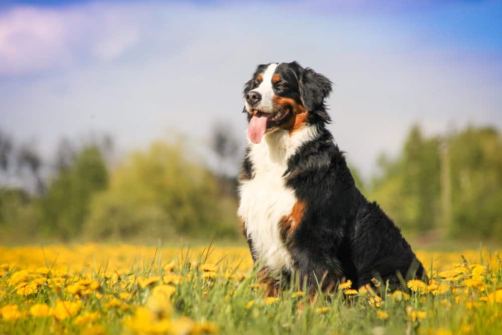 Un Bovaro del Bernese seduto in un campo di denti di leone.