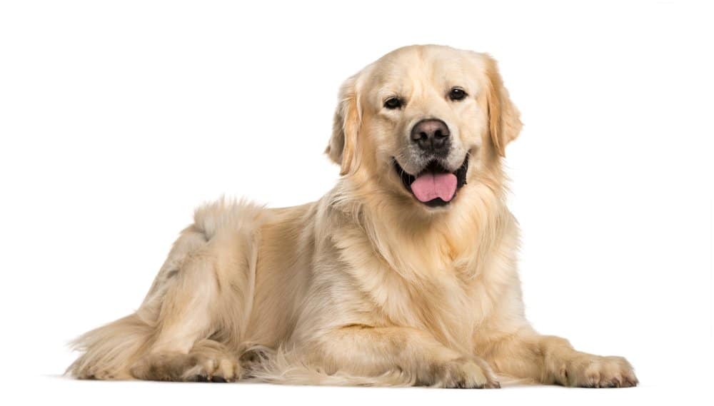 Golden Retriever (cane di famiglia)