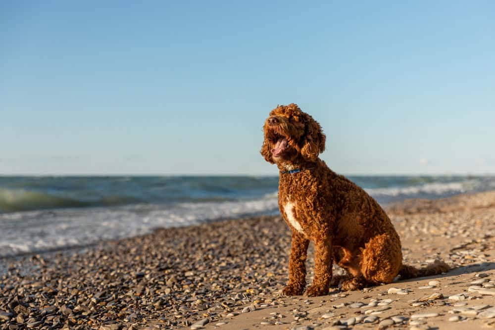 Un labradoodle seduto su una spiaggia rocciosa vicino a uno specchio d'acqua.