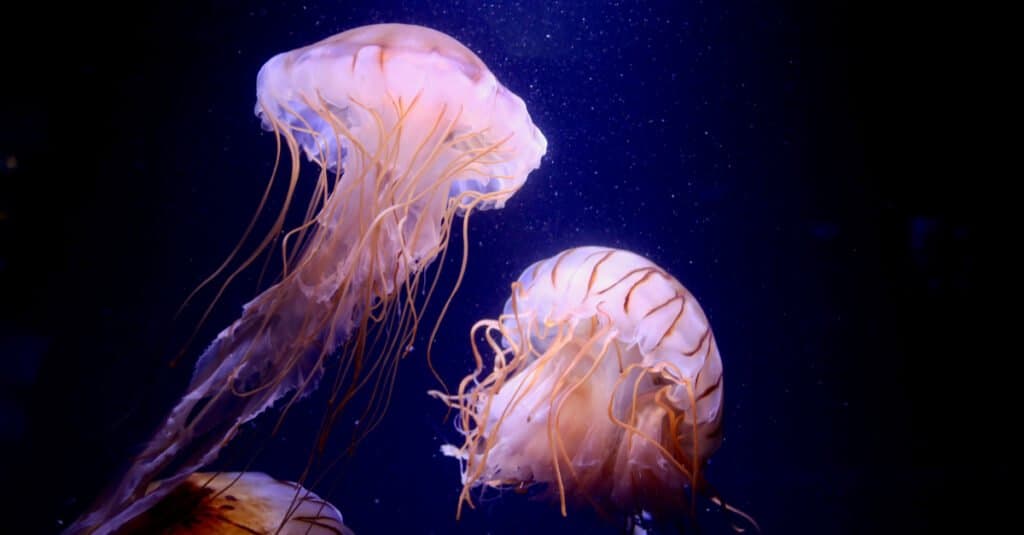 Animali che brillano: meduse