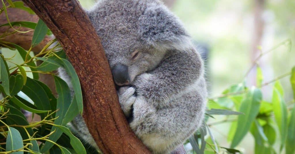 Animali più assonnati - Koala