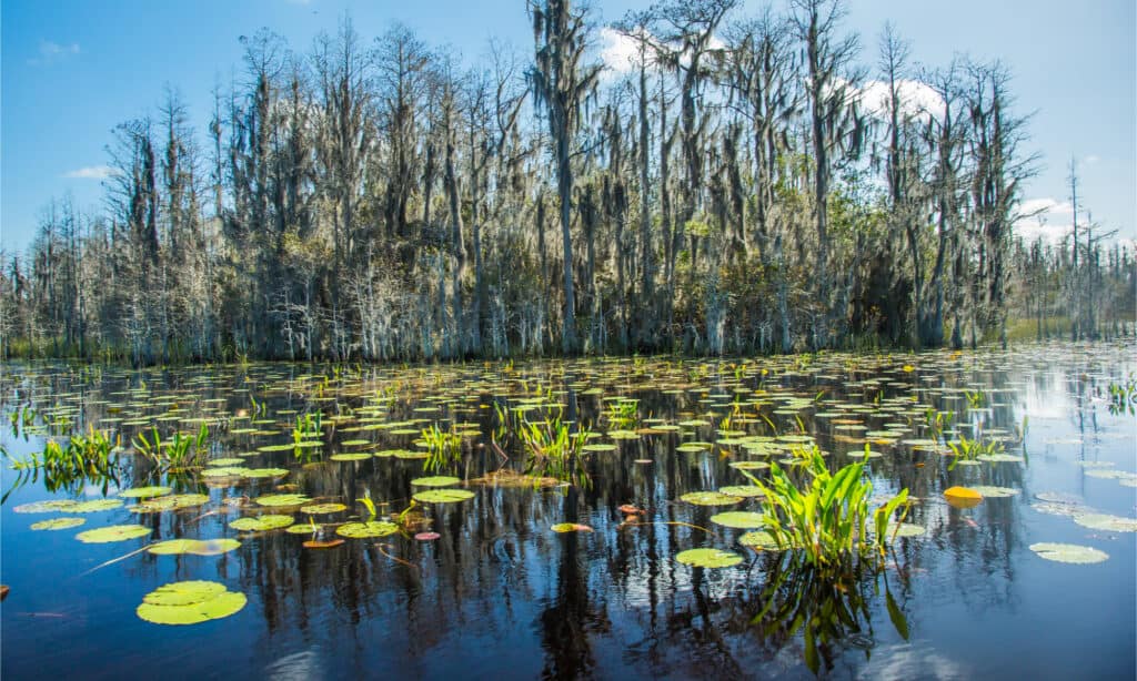 Green lilly pad nella Okefenokee palude National Wildlife Refuge vicino a Folkston, Georgia