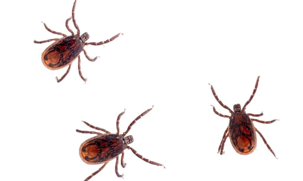 Il segno di spunta del cane marrone, Rhipicephalus sanguineus isolato su sfondo bianco.