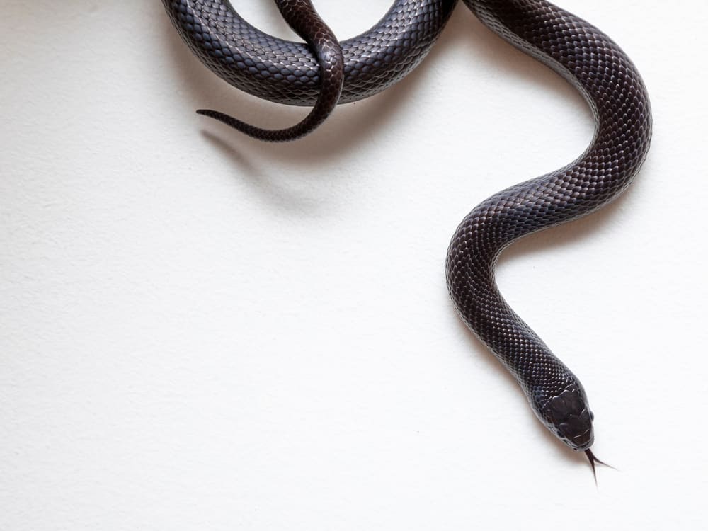 Il re serpente nero messicano 