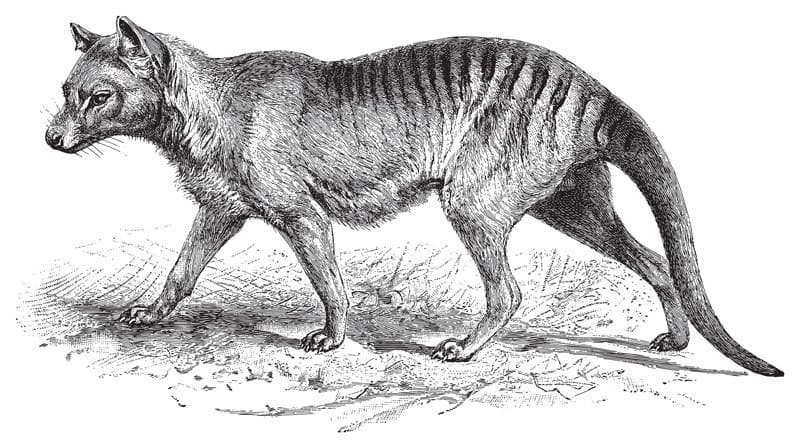 Un disegno in bianco e nero di una tigre della Tasmania.