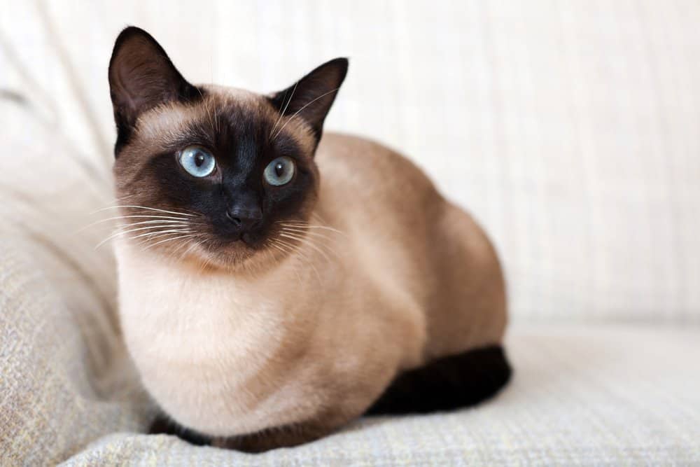 Gatto siamese (Felis catus) - il felino più amichevole