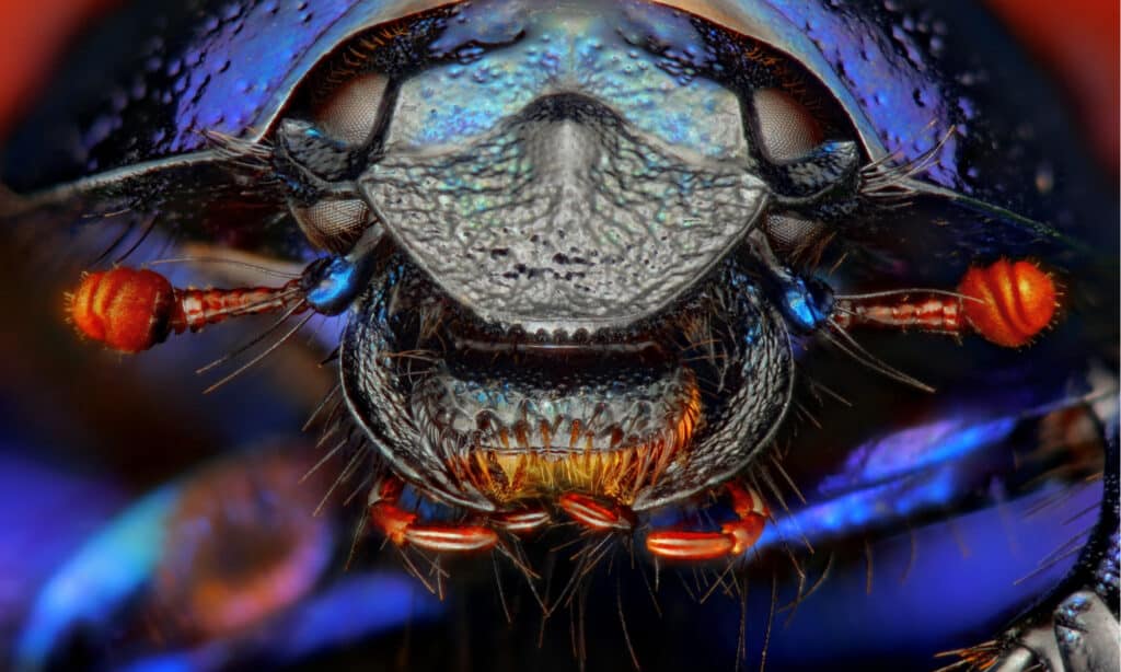 Scarabeo stercorario vicino