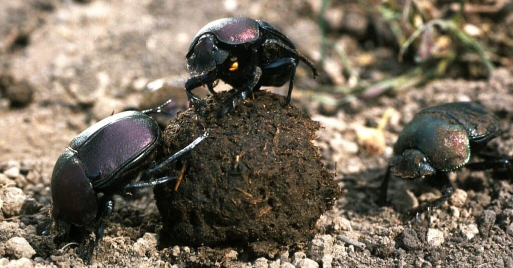 Scarabei stercorari con una palla di letame.