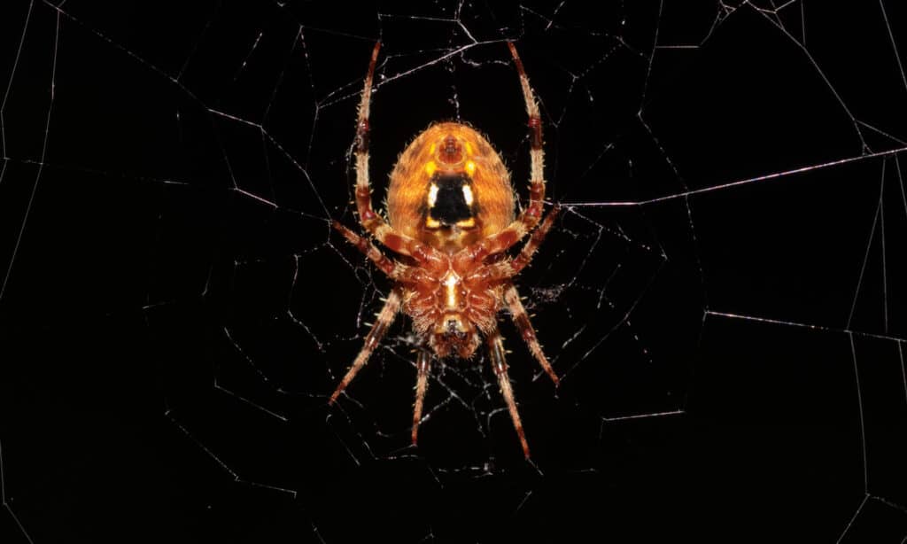 hentz orbweaver
