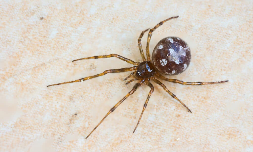 Ragno ragnatela triangolare (Steatoda triangulosa) 
