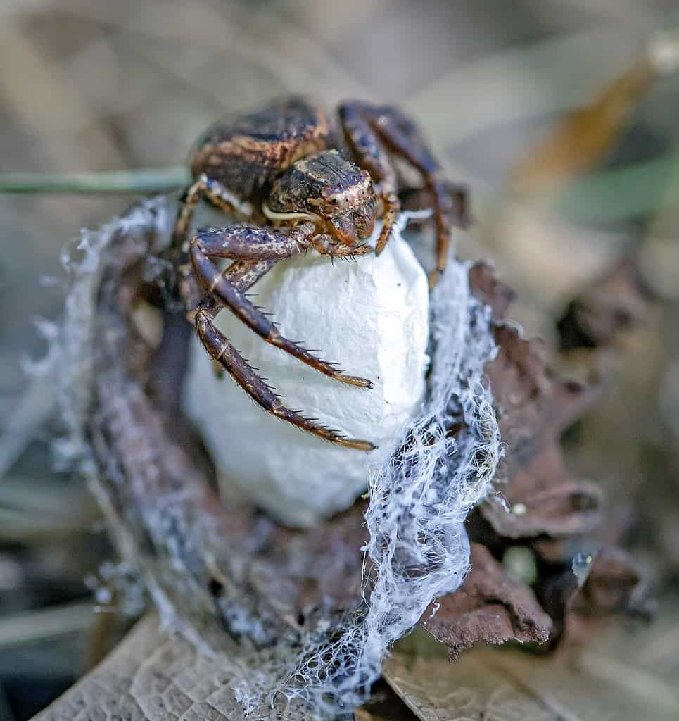 Ragno granchio di terra mortale