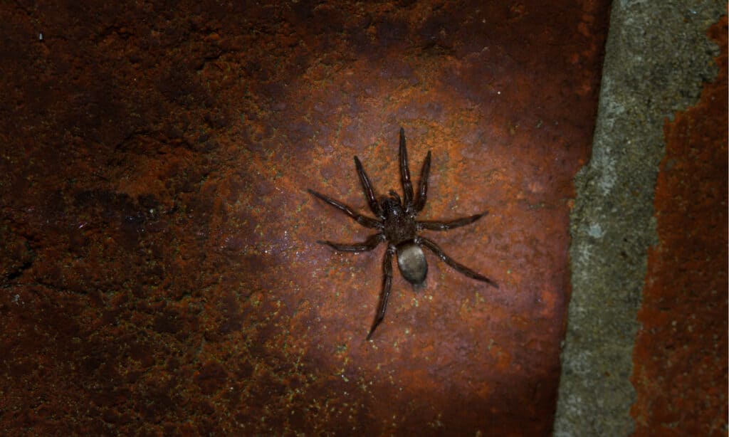 Ragno topo (Scotophaeus blackwalli)