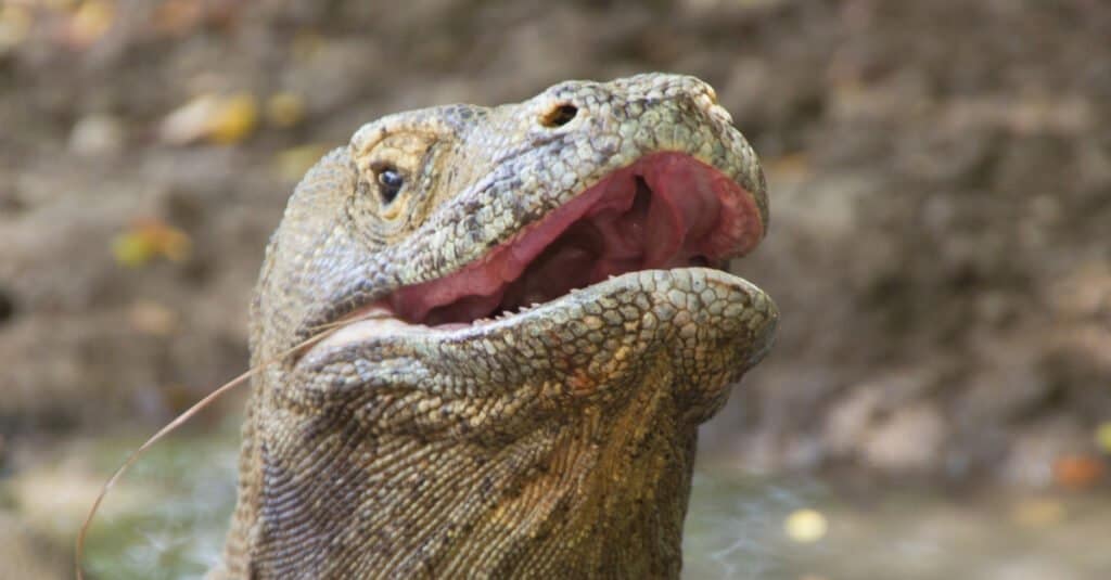 Denti di drago di Komodo
