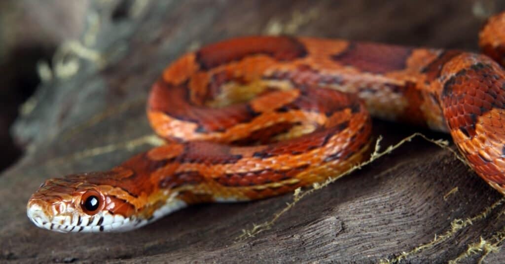 Migliori serpenti domestici