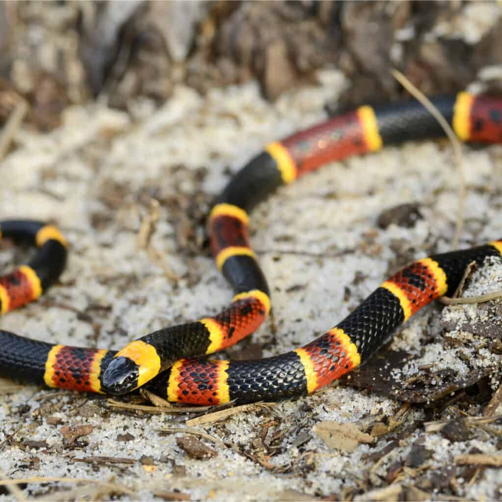 Un serpente corallo orientale striscia su un terreno sabbioso
