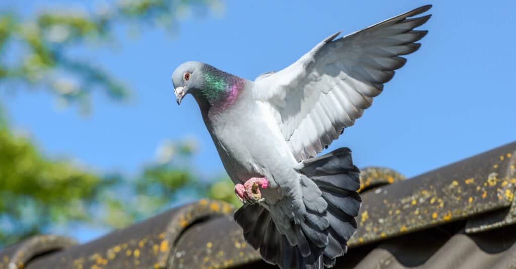Piccione in volo