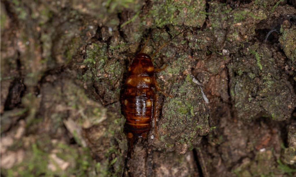 Scarafaggio australiano Ninfa della specie Periplaneta australasiae