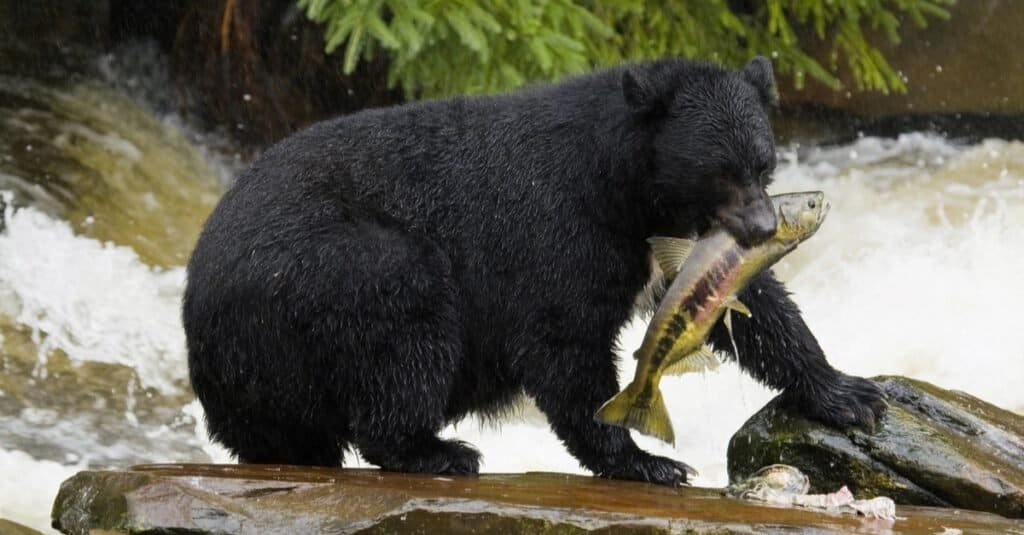 Popolazione dell'orso nero per stato