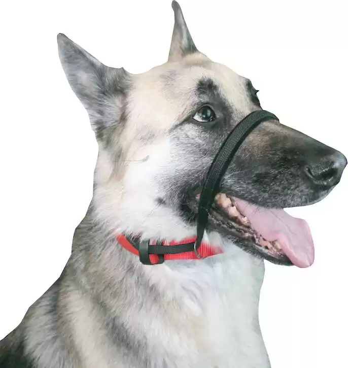 Supporto per cani Spur Head Control