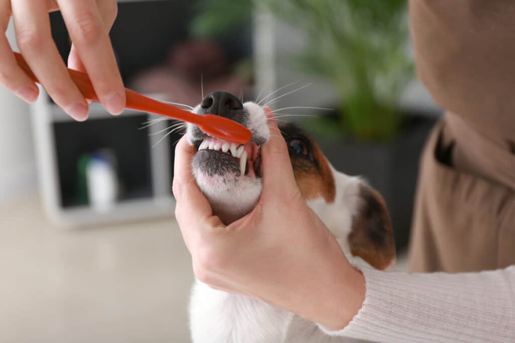 toelettatore che lava i denti del cane