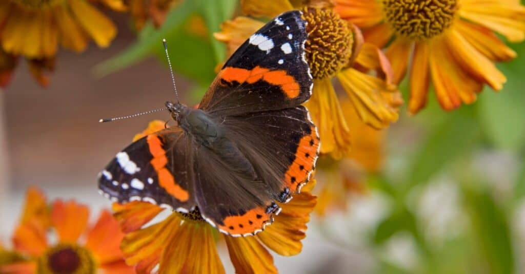 farfalla ammiraglio rosso sui fiori