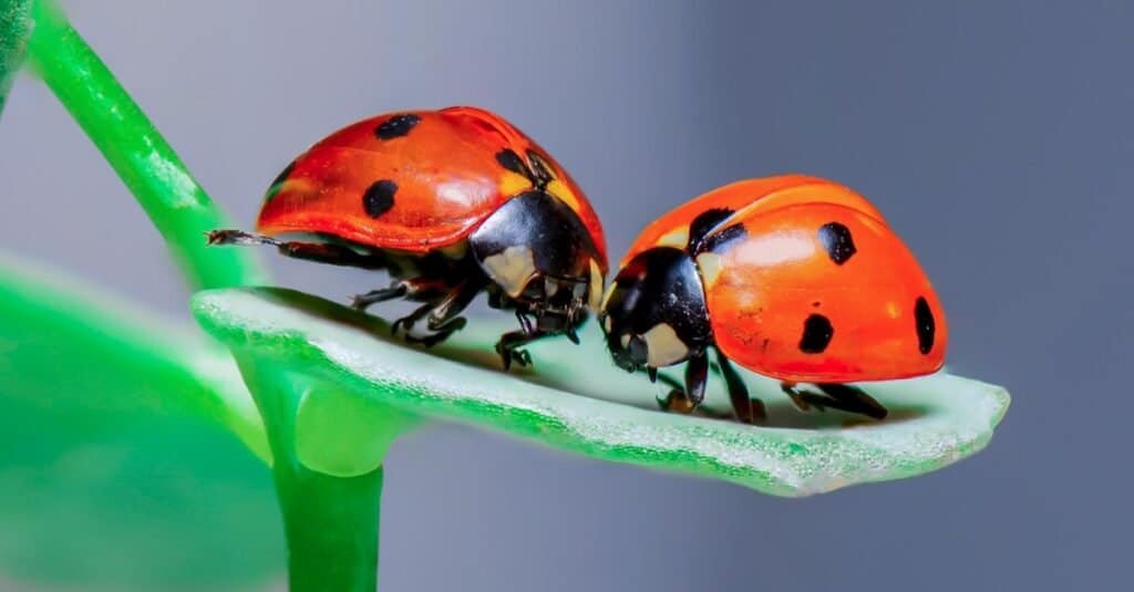 Due coccinelle che si siedono su una foglia verde.