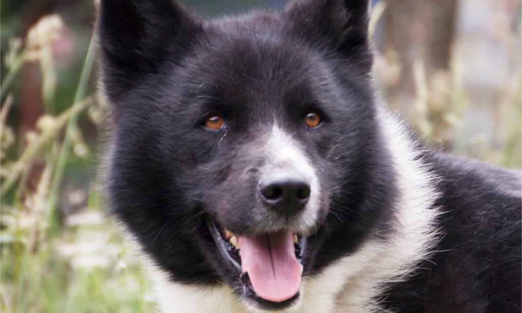 Foto della testa di un cane da orso della Carelia in bianco e nero