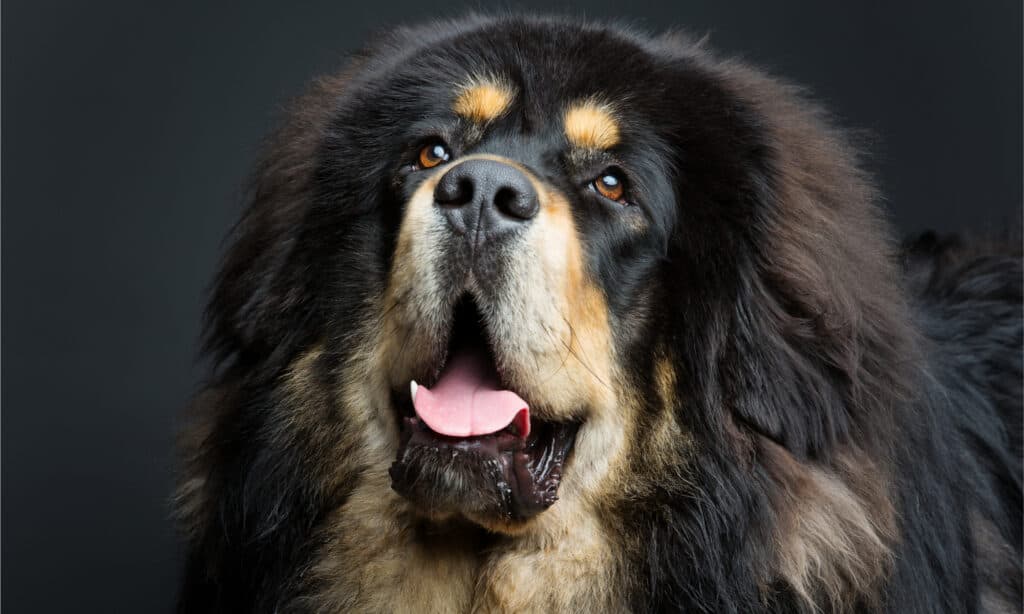Colpo alla testa di un mastino tibetano su sfondo nero