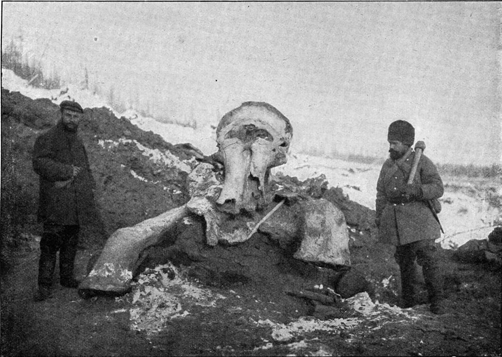mammut