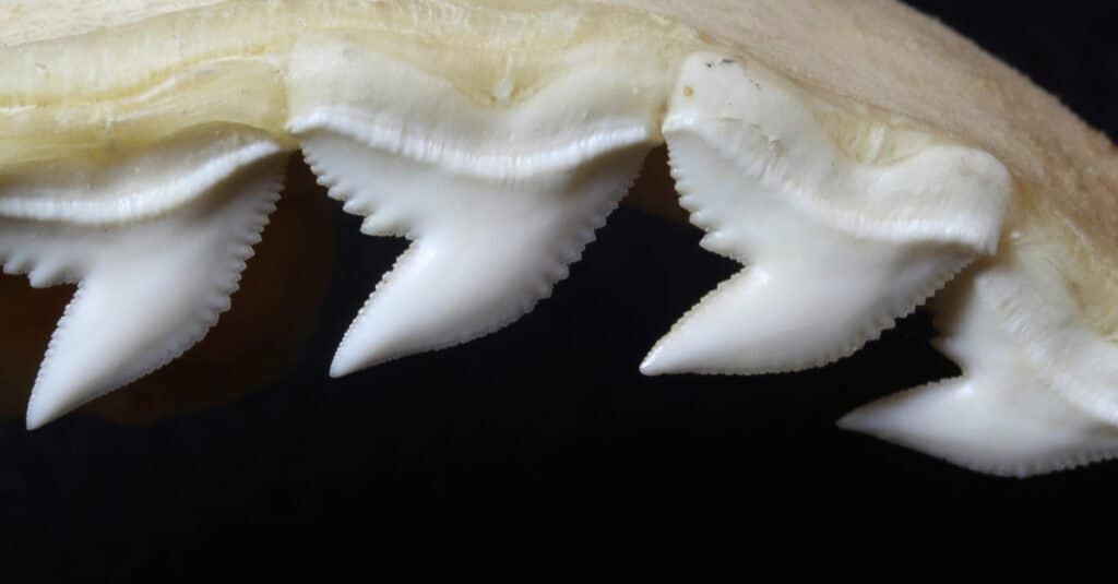 Denti di squalo tigre - Zoom dei denti di squalo tigre