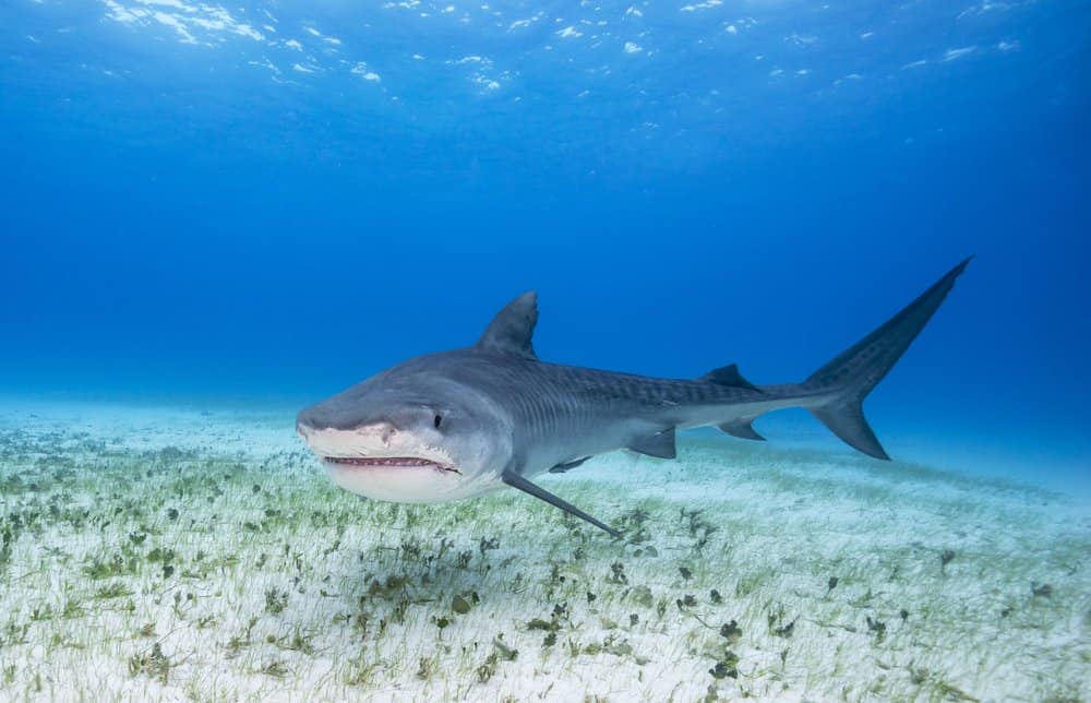 Tiger Shark vs Crocodile: Combatti