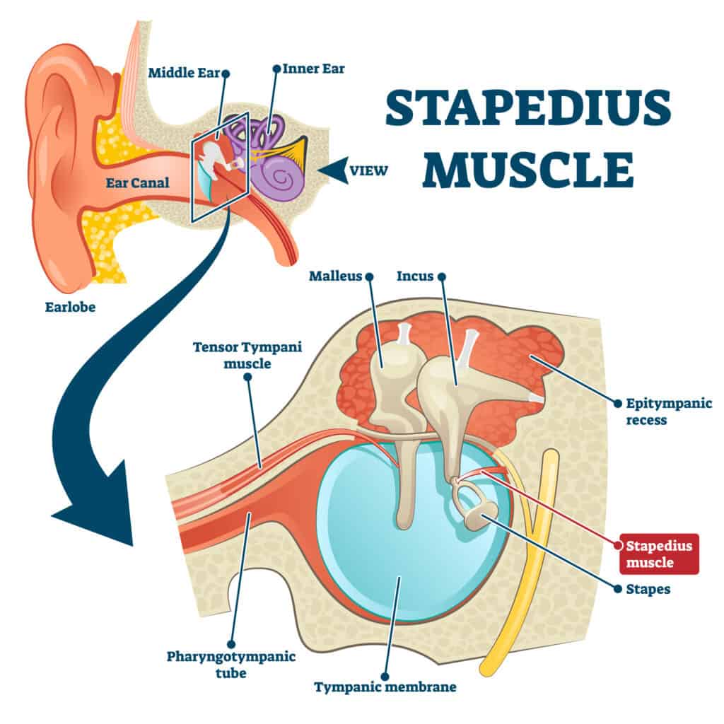 Stapedio, Muscolo, Vettore, Illustrazione., Etichettato, Anatomico, Orecchio, Struttura, Schema., Educativo