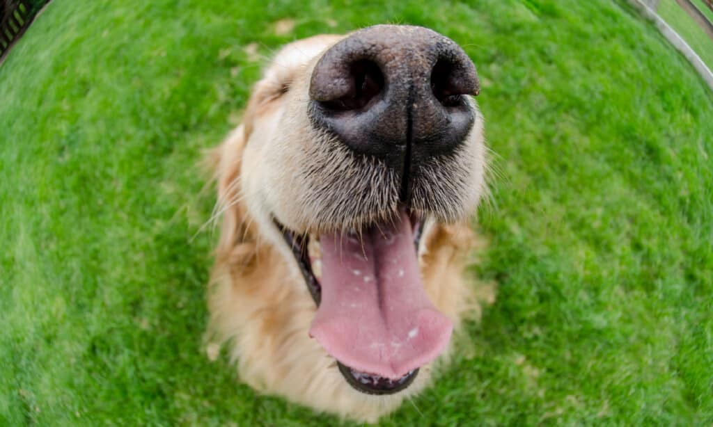la faccia del golden retriever