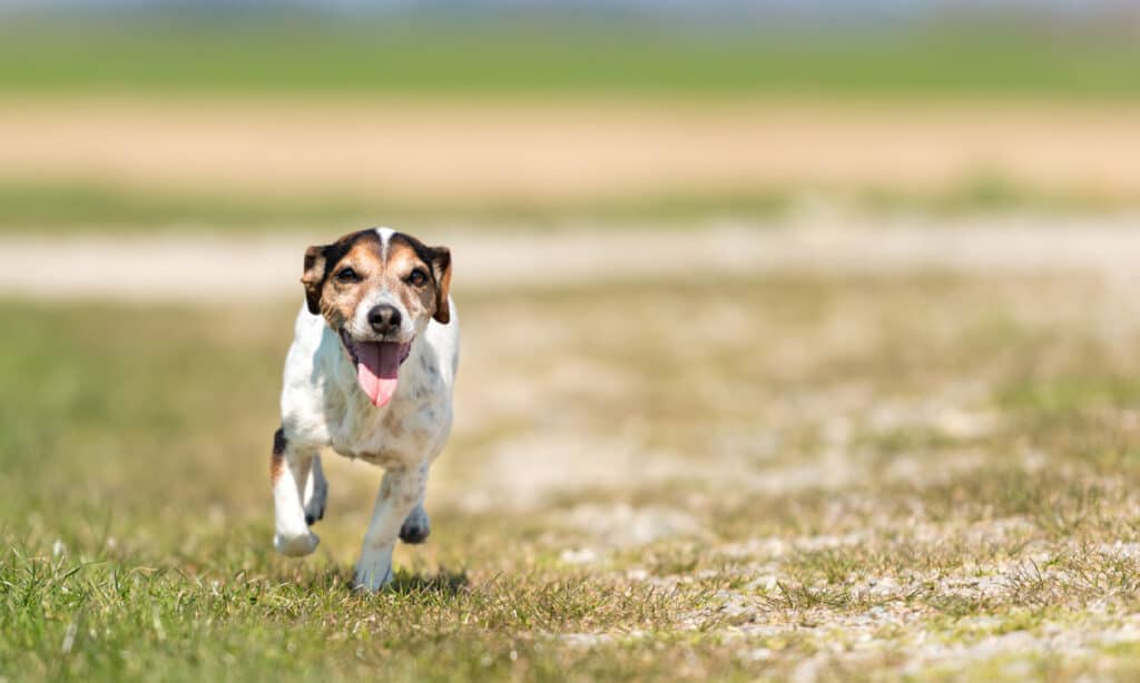 Segugio di Jack Russel Terrier