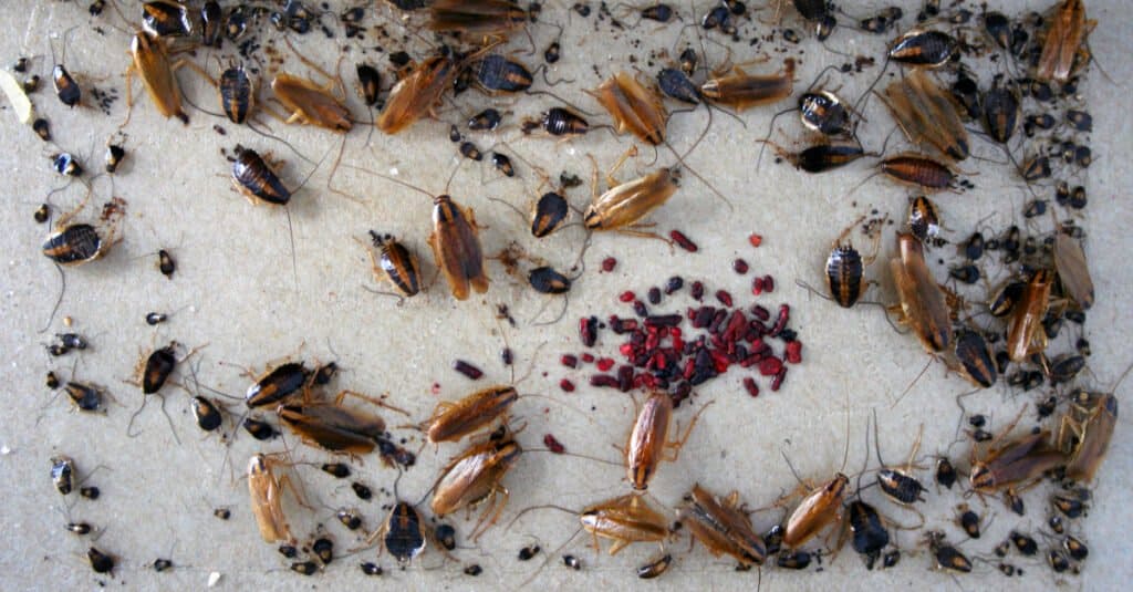 Uova di scarafaggio e sacchi per uova - Custodia per uova