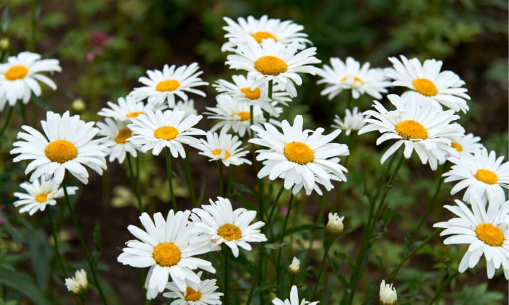 Fiori da piantare a marzo