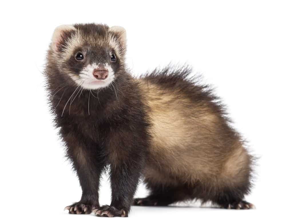 Furetto (Mustela Putorius Furo) - in piedi su sfondo bianco