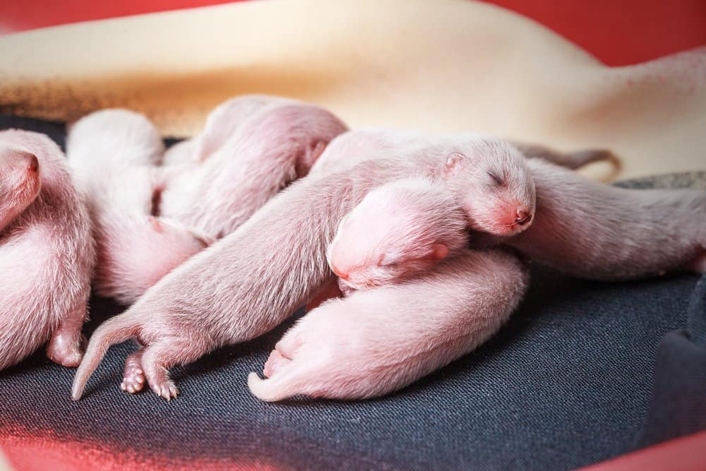 Furetto (Mustela Putorius Furo) - bambini rosa