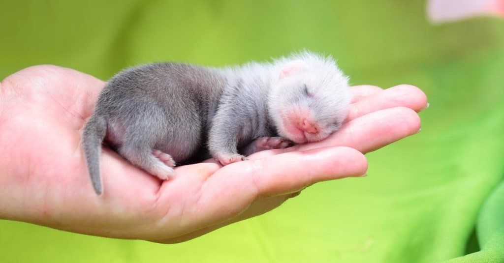 Bambino sveglio del furetto di due settimane in mani umane
