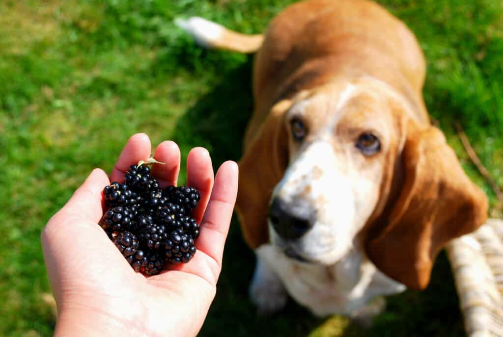 basset hound che fissa intensamente le more