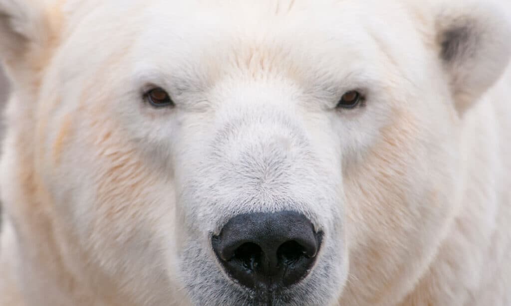 Primo piano del volto di un orso polare