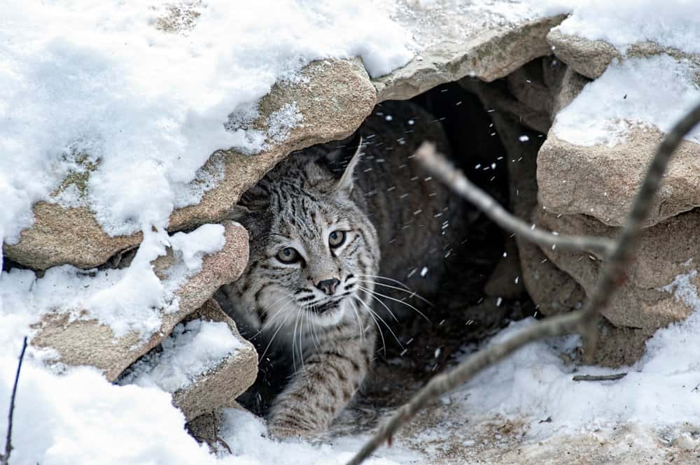 L'inquadratura centrale è la faccia e la gamba anteriore sinistra della lince rossa che scruta la telecamera da sotto un affioramento roccioso.  Sta nevicando e le rocce sono coperte di neve.  Il gatto è grigio con strisce scure e occhi verdi. 