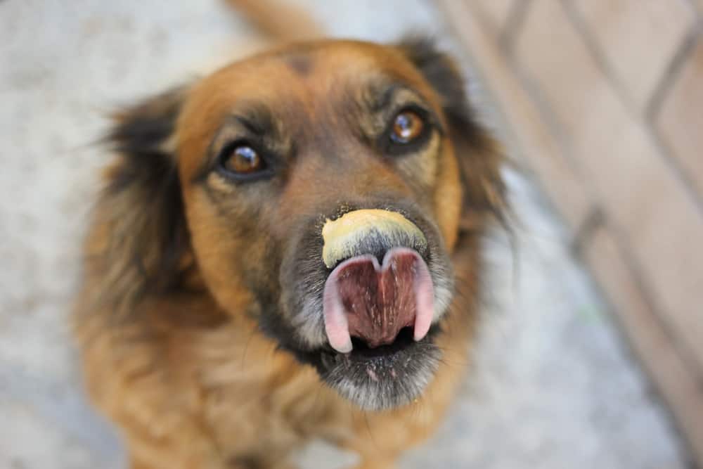 Burro di arachidi e un cane